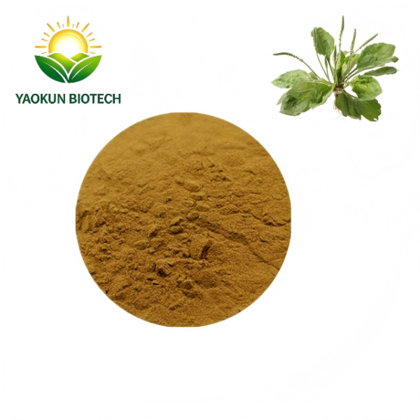 Herba Plantaginis Extract Powder | Plantago Asiatica L. Extract | Plantago Depressa Willd. Extract