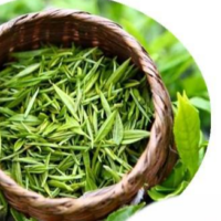 Natural fresh green tea leaves raw material source of high purity EGCG extract