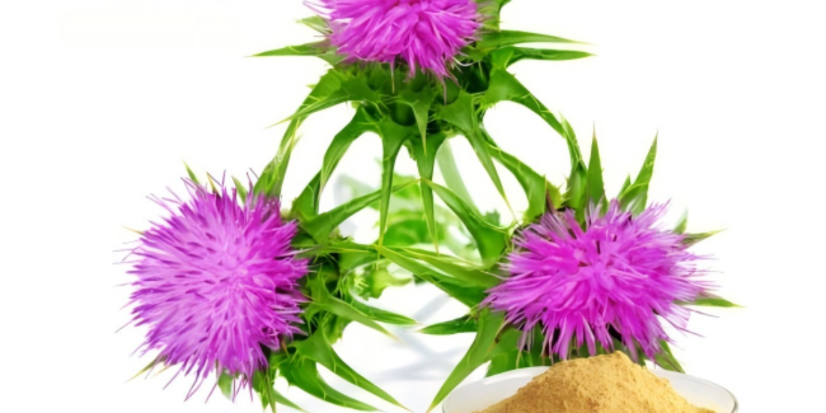 80% Silymarin Milk Thistle Extract – Standardized Liver Support Botanical Powder