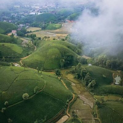 Ultimate Matcha Grade Guide: From 1A to 7A Matcha Powder Quality, Taste & Applications