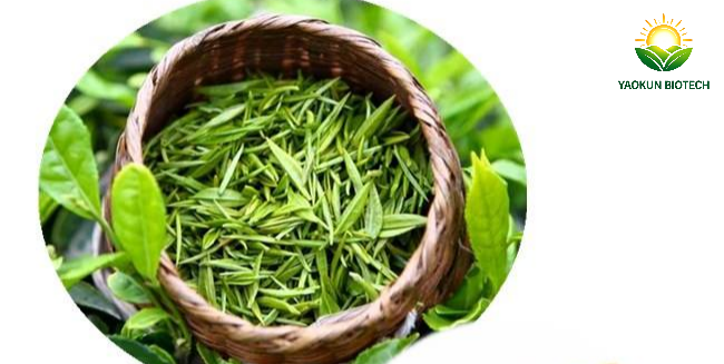 Raw Camellia Sinensis fresh tea leaf raw material for producing 98% polyphenol 90% EGCG green tea extract Yaokun Biotech